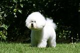 BICHON FRISE 624